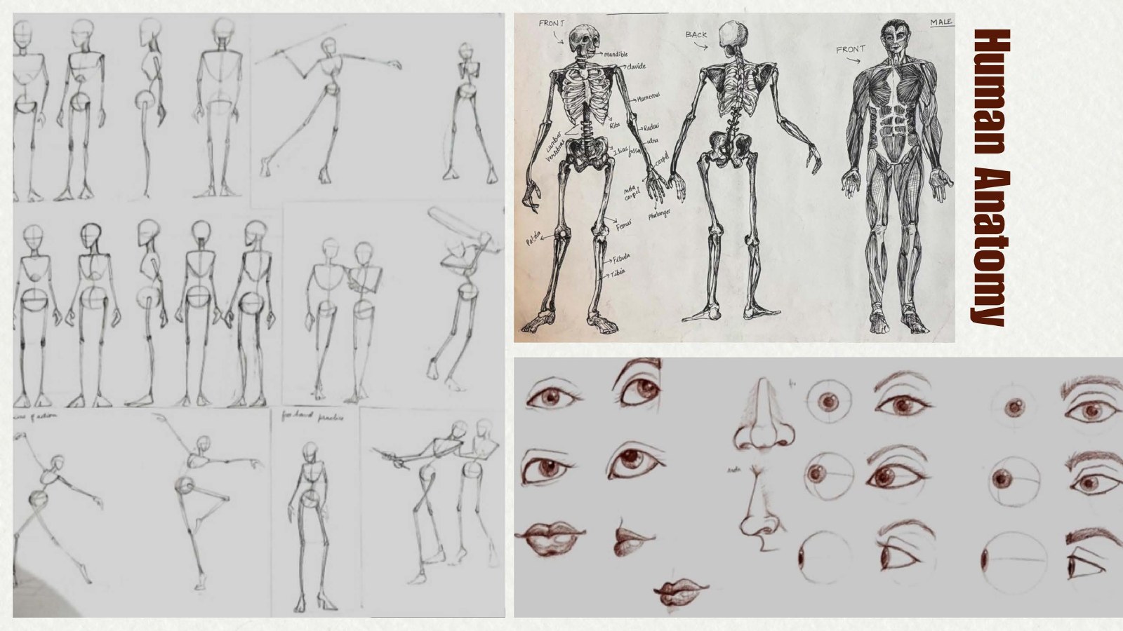 Human Anatomy, Pencil & colour pencil